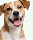 Friendly dog illustration from NIET’s flyer