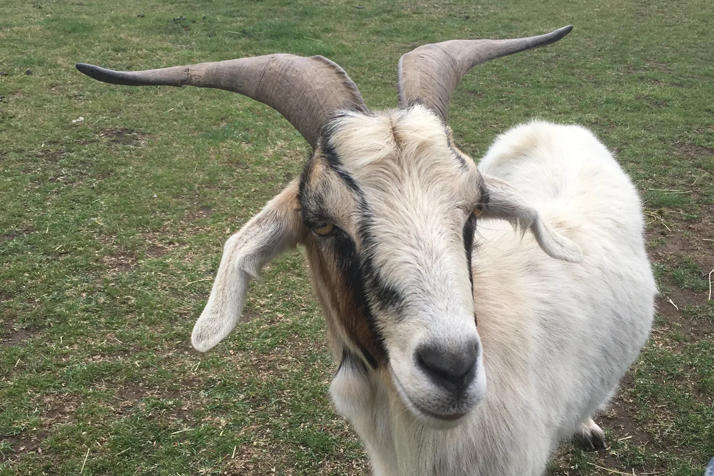 A goat in a grassy farm paddock, representing farm visits