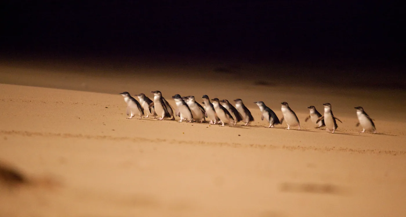 Little penguins returning to their burrows on Phillip Island